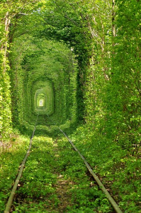Тоннель любви в городе Клевань, Украина. Фото
