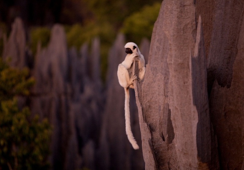 Белый лемур на скале каменного леса. Мадагаскар. Фото
