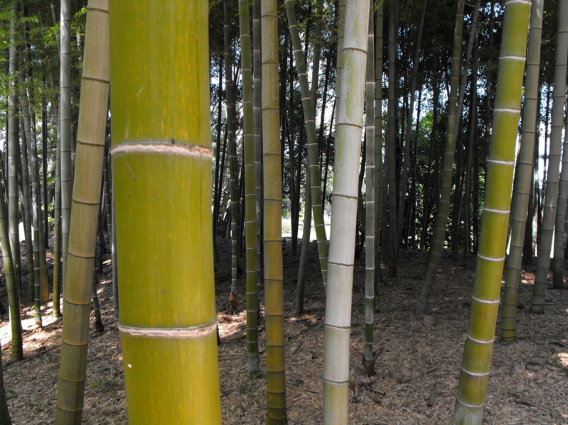 Японский парк Кераку-эн. Бамбуковая роща. Фото