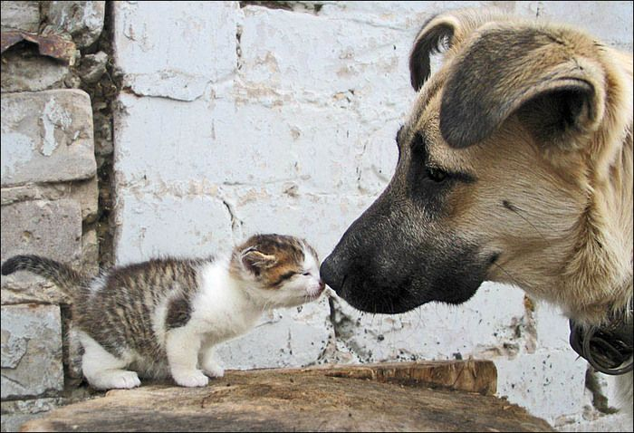 Овчарка знакомится с котенком. Фото