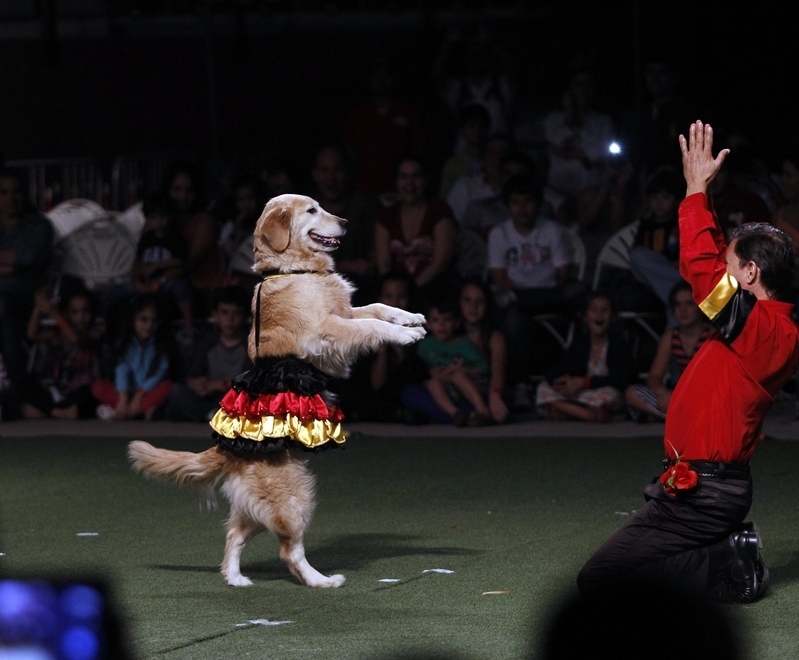 Танцующая собака Керри. Фото