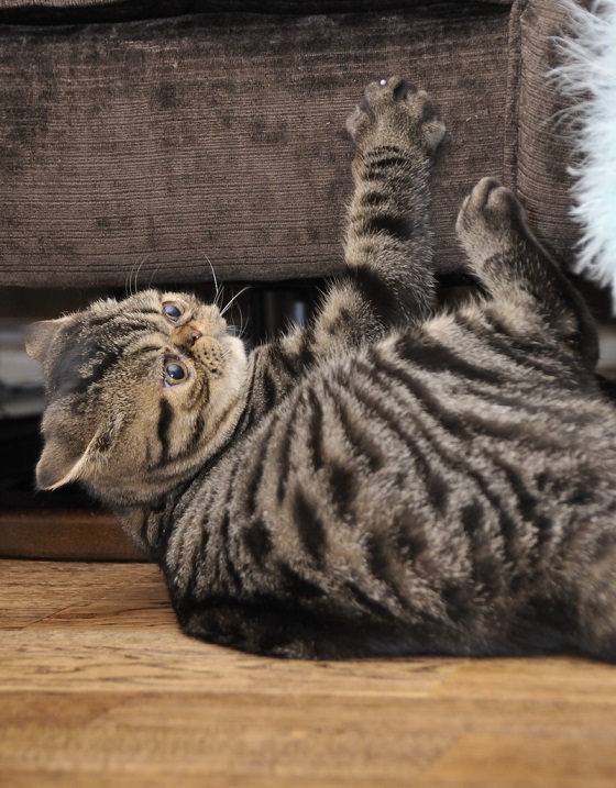 Экзотическая короткошерстная кошка. Фото
