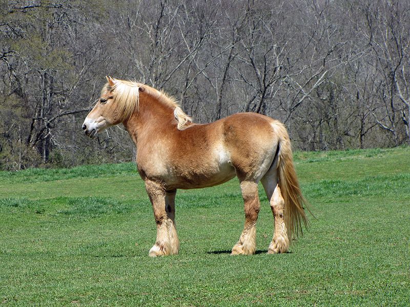 Лошадь-тяжеловоз бельгийской породы (брабансон). Фото