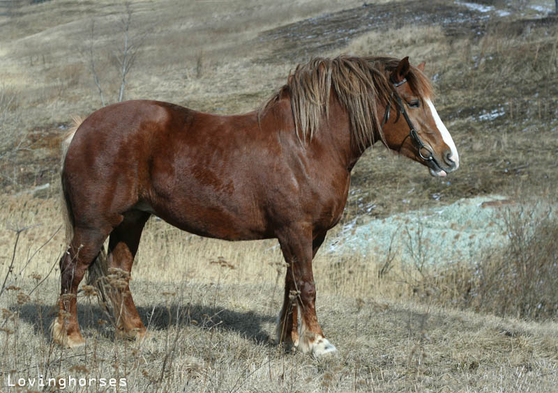 Лошадь породы русский тяжеловоз. Фото