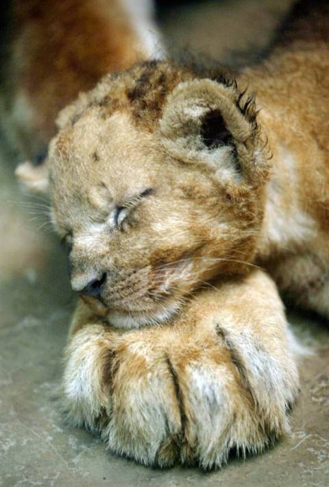Мать и дитя в мире животных: сладкий сон львенка. Фото