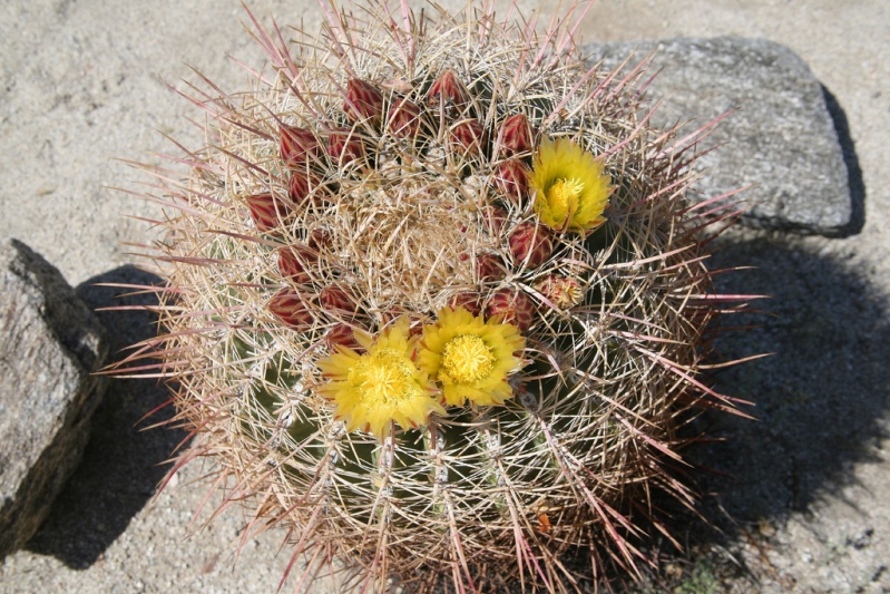 Бочковой кактус в пустыне Анза Боррего. Фото