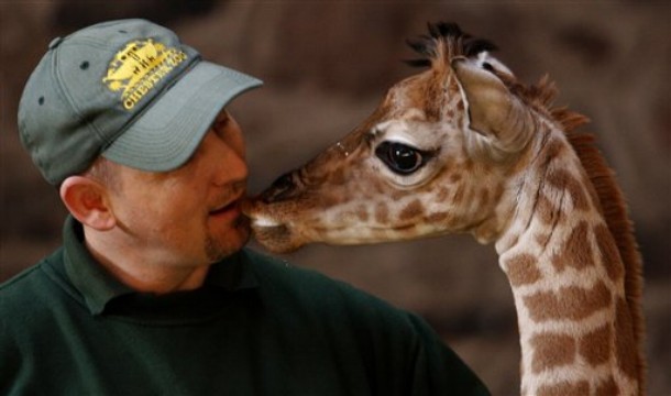 Самый маленький детеныш жирафа со смотрителем. Фото