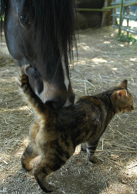 Дружба животных. Лошадь и кот
