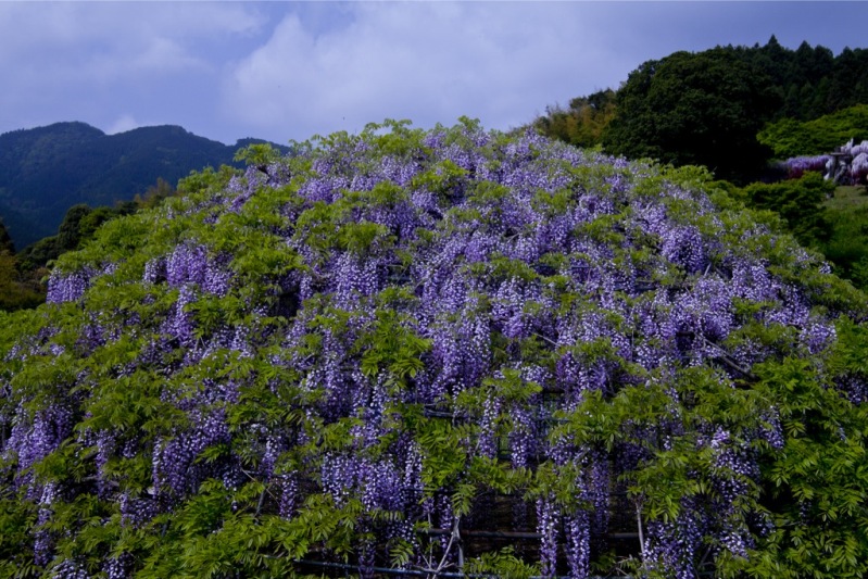 Шарообразный каркас для глициний в японском саду цветов Кавати Фудзи. Фото