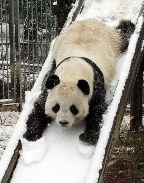 Панда съезжает с горки зимой. Фото