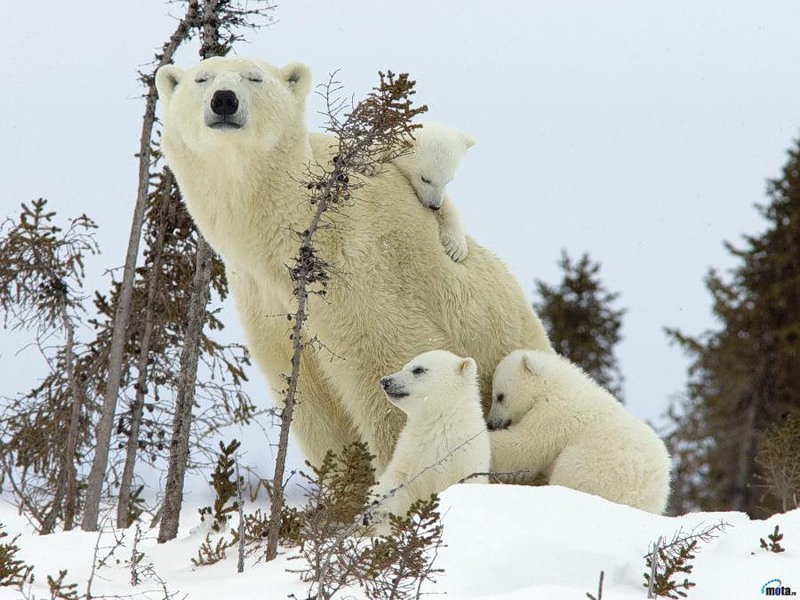 Самый крупный наземный хищник - белый медведь. Фото
