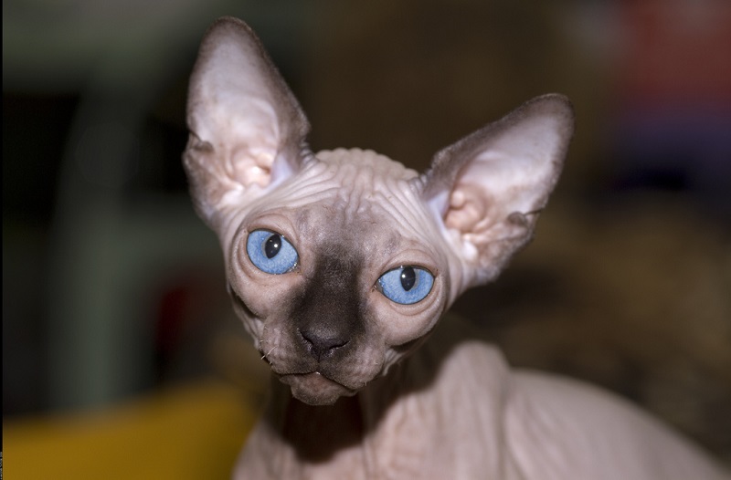 Лысая кошка с голубыми глазами. Порода канадский сфинкс. Фото