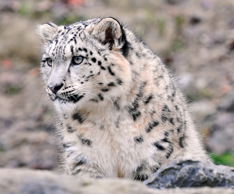 Cнежный барс (ирбис). Фото / Snow Leopard. Photo