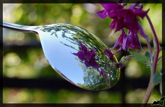 Отражение цветка в ложке. Фото