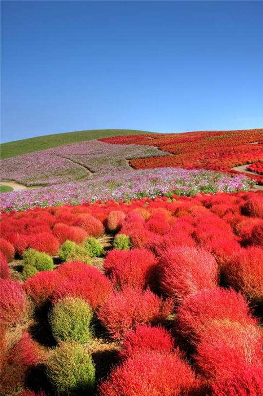 Японский парк Хитачи осенью. Поля кохии. Фото