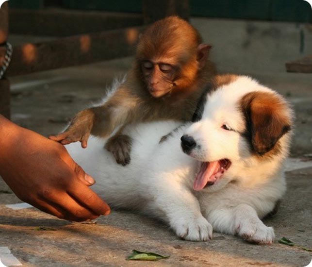 Дружба обезьянки и щенка. Фото