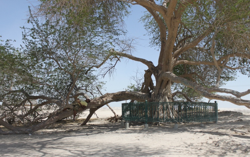 Дерево жизни днем. Бахрейн. Фото