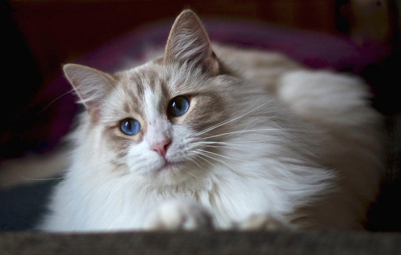 Голубоглазые кошки породы рэгдолл. Фото