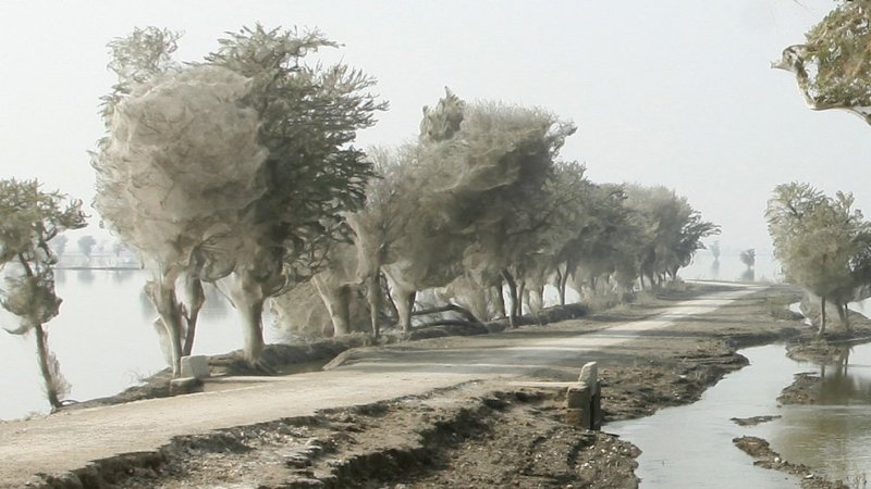 Нашествие пауков на деревья в Пакистане. Фото