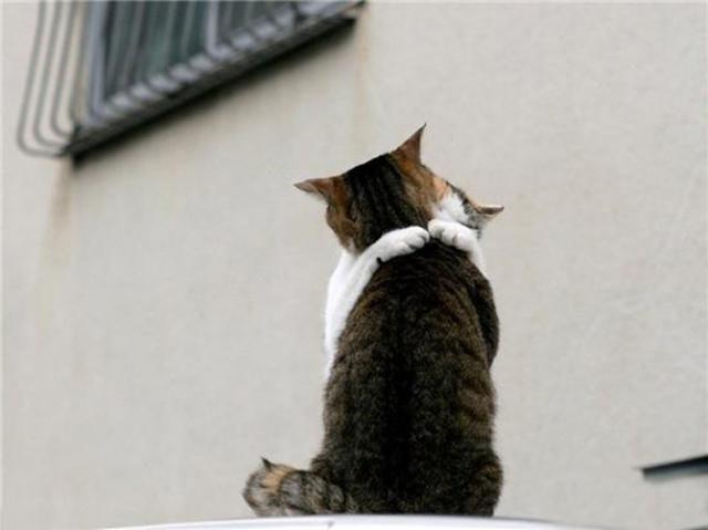 Кот и кошка обнимаются. Фото