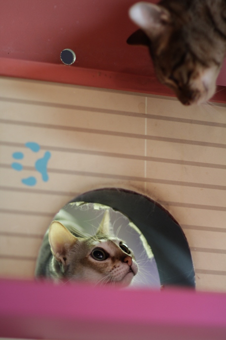 Коты общаются через лаз в стене в Некобукуро. Фото