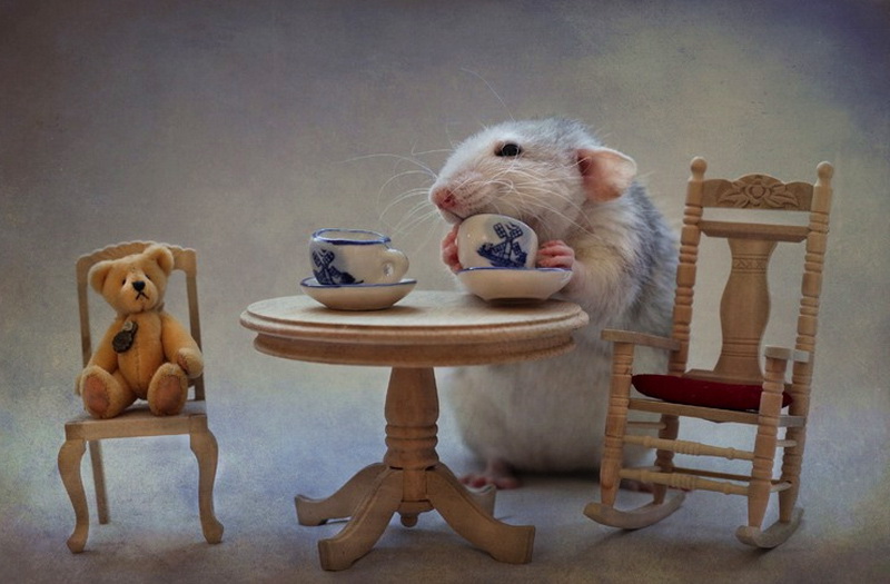 Красивое чаепитие с крысой в главной роли. Фото
