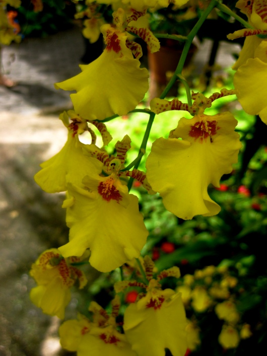 Желтая орхидея в Парке Нонг Нуч в Таиланде. Паттайя. Фото