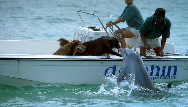 Дружба животных. Дельфин заигрывает с собаками