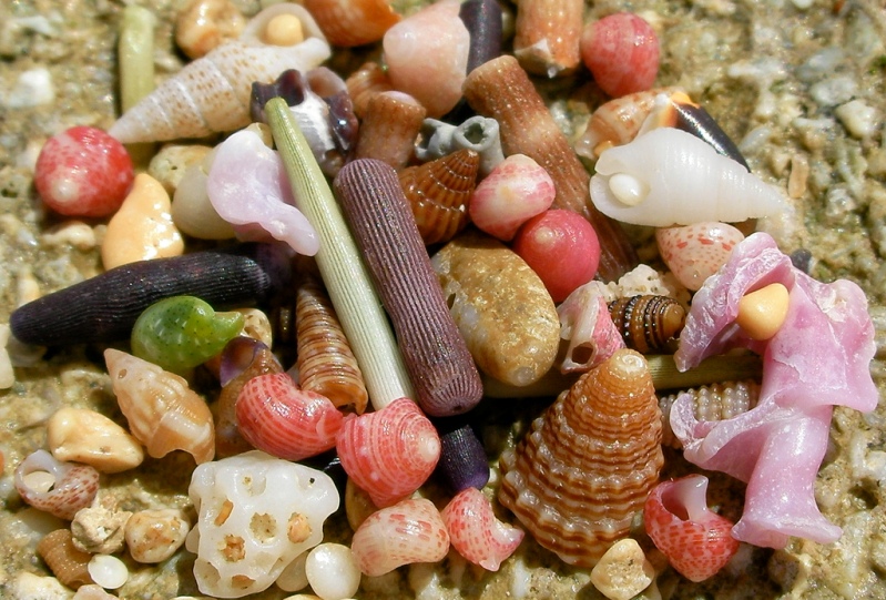 Красивые разноцветные морские камешки и ракушки. Фото