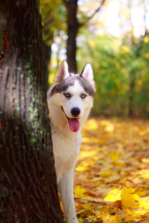 Собака-улыбака породы сибирский хаски. Фото