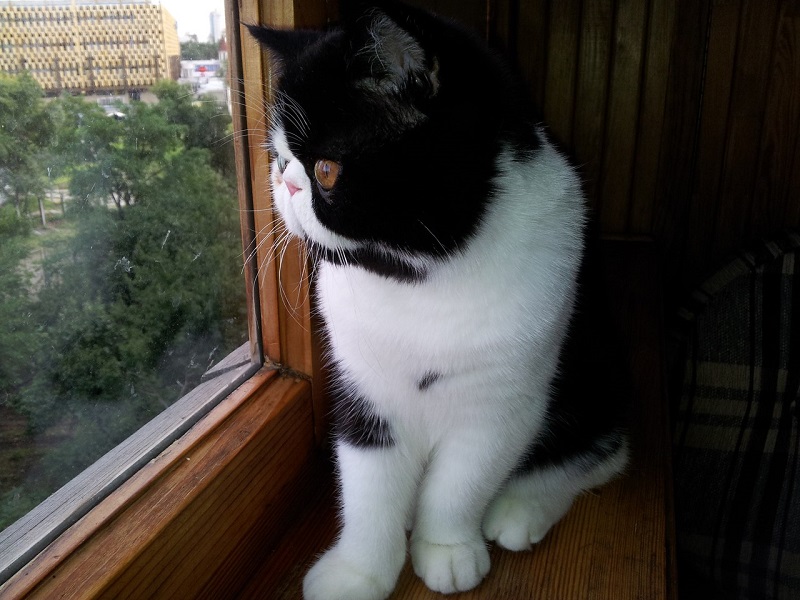 Экзотическя короткошерстная кошка черно-белого окраса. Фото