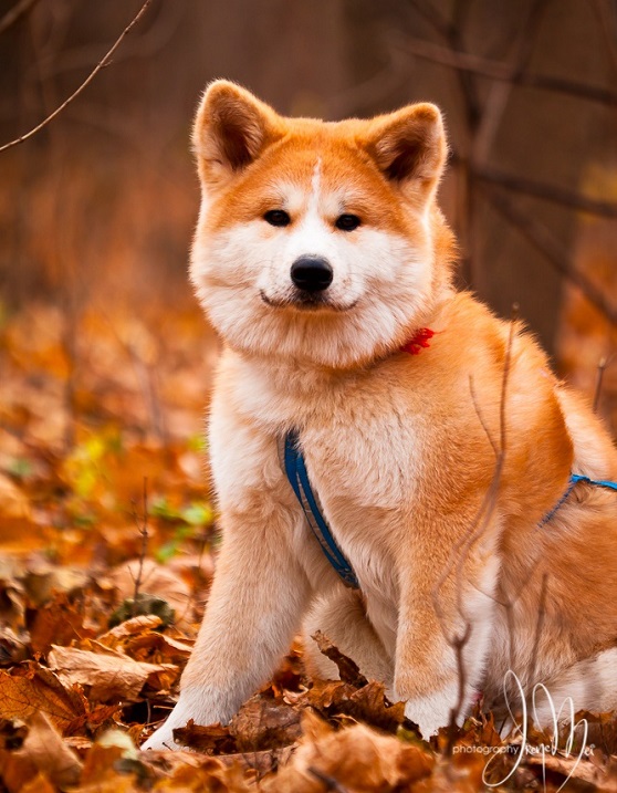 Бело-рыжая собака породы японская акита-ину