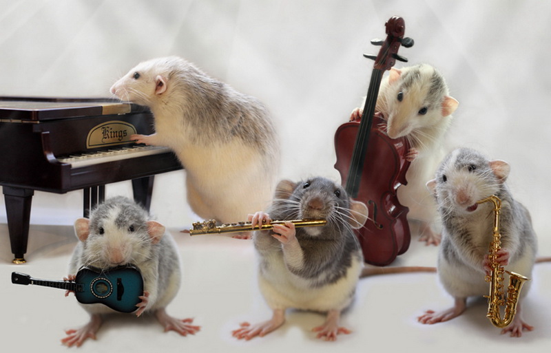 Крысиный джаз-бэнд. Эллен ван Дилен. Фото