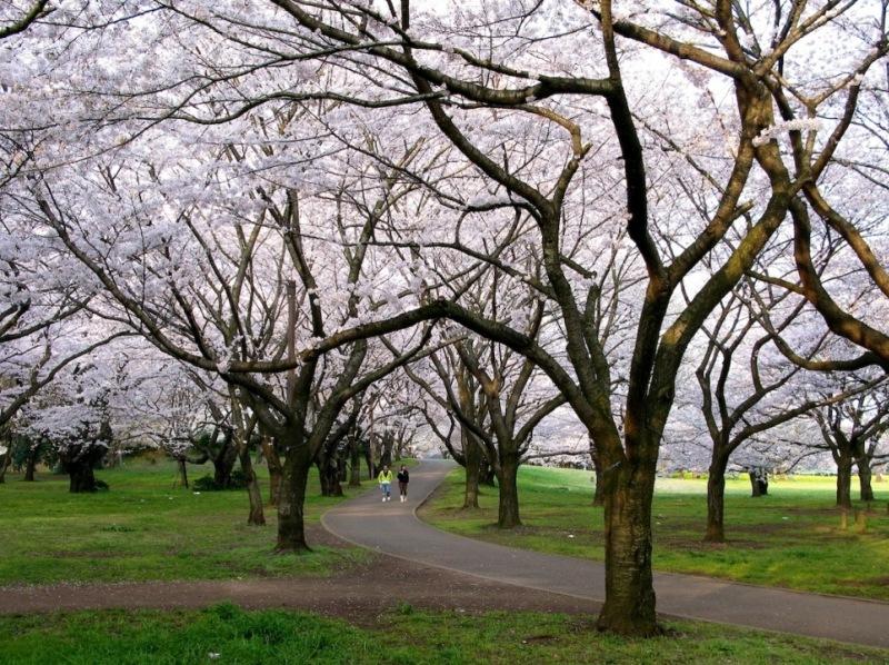 Аллея цветущих деревьев белой сакуры. Фото
