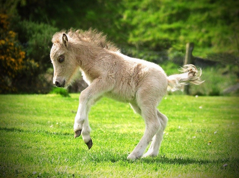 Американская миниатюрная лошадь. Жеребенок. Фото