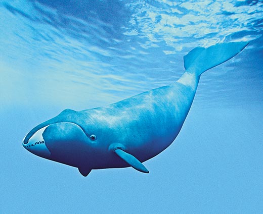Самое долгоживущее млекопитающее - гренладский кит