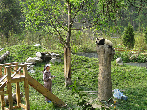 Панды в заповеднике города Чэнду. Фото