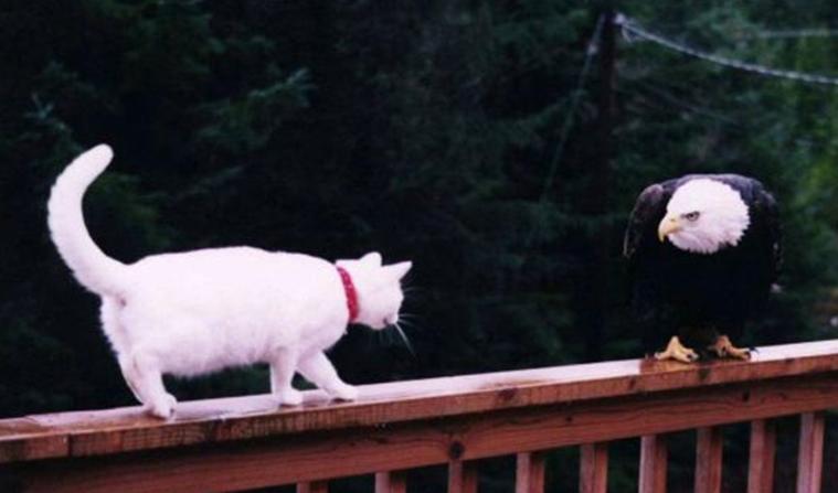 Кот и орел. Фото