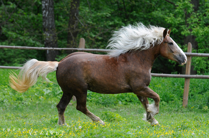 Лошадь породы советский тяжеловоз. Фото