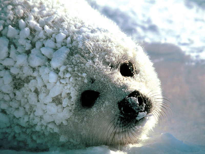 гренландский тюлень детеныш (белек) фото