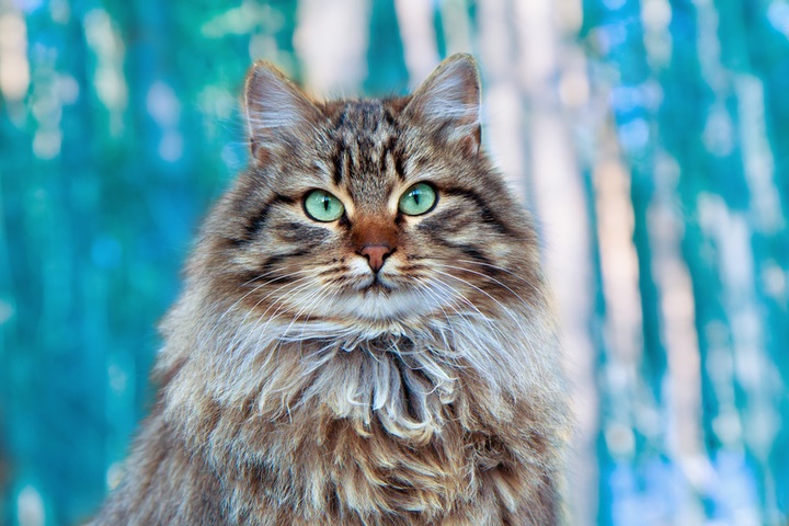 Сибирские кошки (описание, уход). Фото