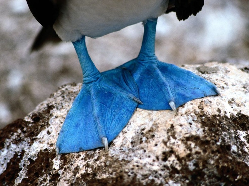 Голубые ноги необычной птицы олуши. Галапагосские острова.. Фото