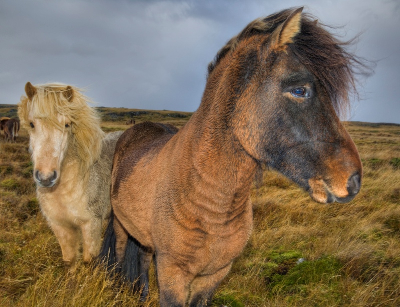 Исландские пони. Фото