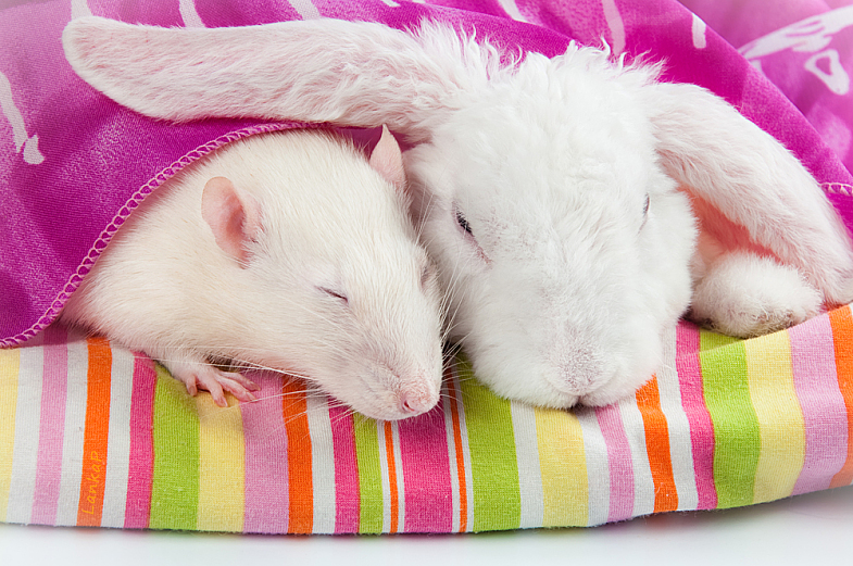 Дружба животных. Белая крыса и белый кролик вместе. Фото