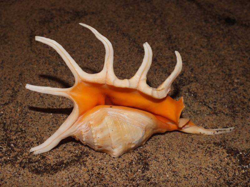 Красивая морская раковина необычной формы. Фото