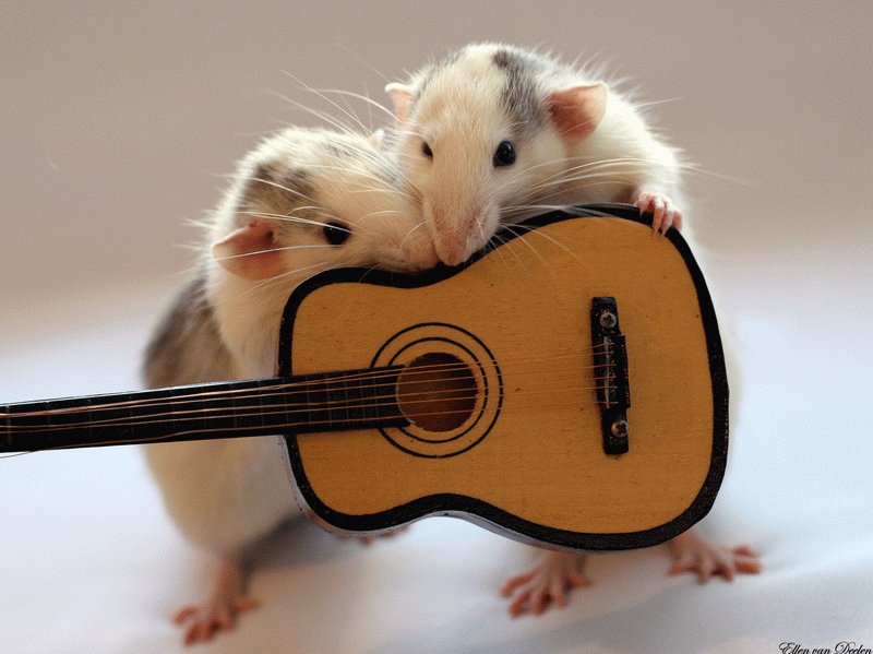 Крысы с гитарой. Эллен ван Дилен. Фото
