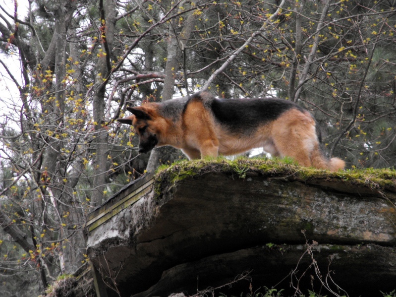 Немецкая овчарка в лесу. Фото