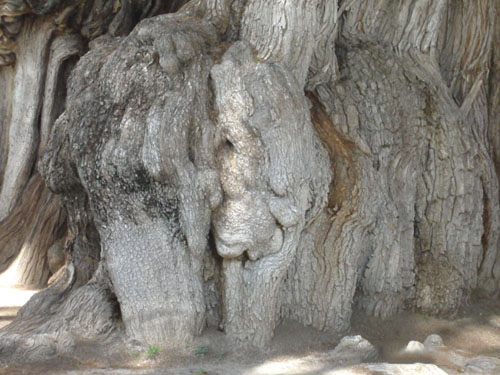 слон на дереве Туле