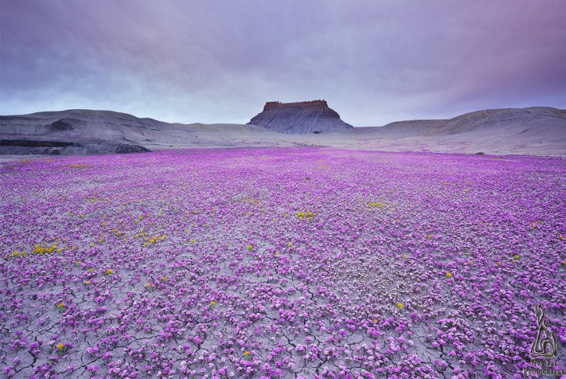 Цветущая пустыня Анза Боррего. Национальный парк в Калифорнии. Фото