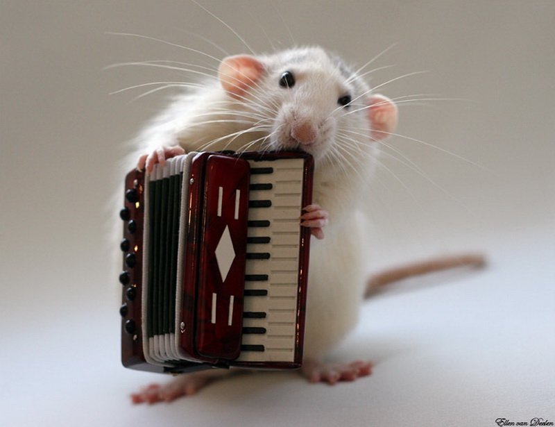 Крыса играет на аккордеоне. Эллен ван Дилен. Фото